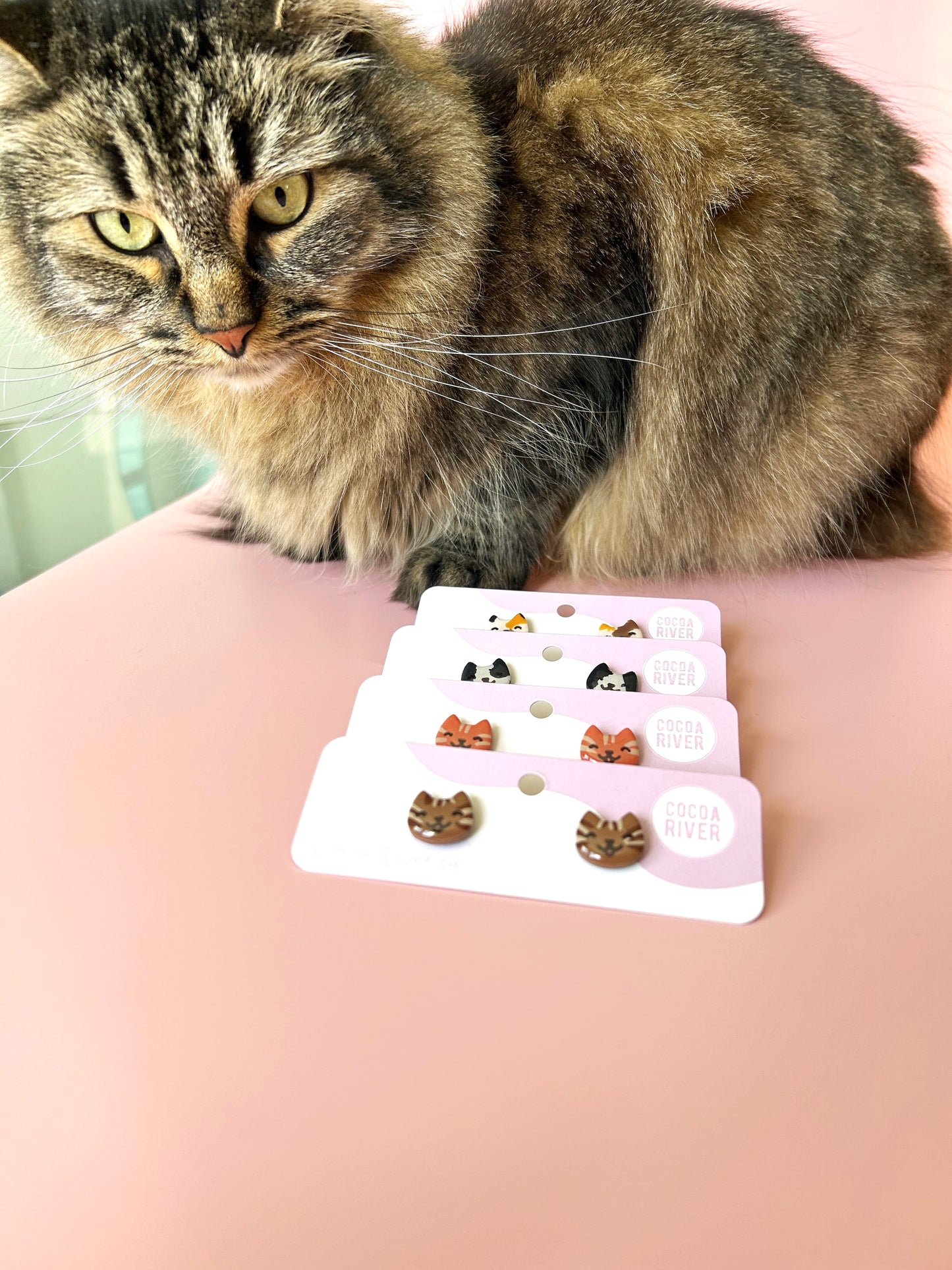 Cat Studs (20% goes to PAW)